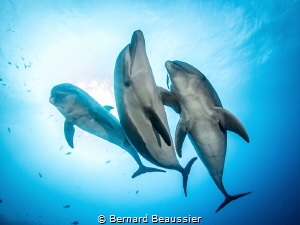 Young bottlenose dolphins by Bernard Beaussier 
